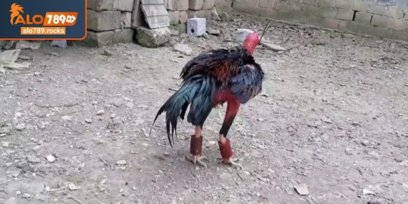 Bí quyết vàng trong cách nuôi gà đá ALO789