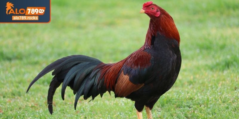 Tại sao cách nuôi gà đá ALO789 lại quan trọng?