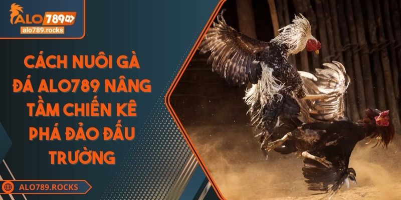 Cách Nuôi Gà Đá ALO789 Nâng Tầm Chiến Kê Phá Đảo Đấu Trường 1 Cách Nuôi Gà Đá ALO789 Nâng Tầm Chiến Kê Phá Đảo Đấu Trường