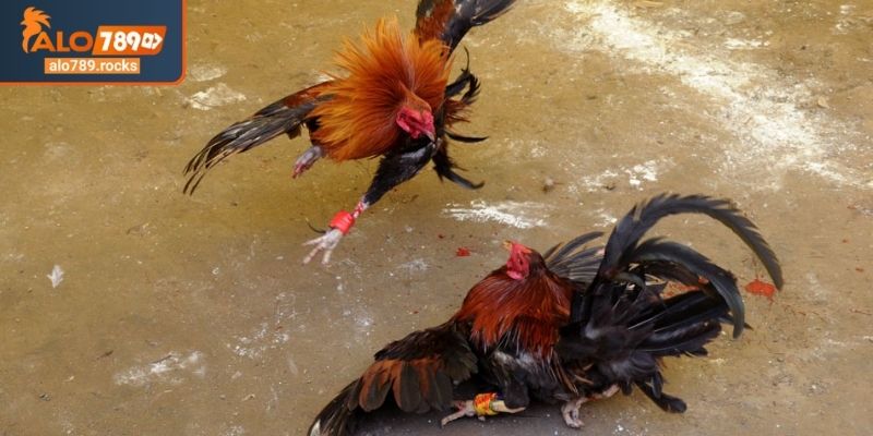 Bí quyết đặt cược đá gà 4k ALO789 từ cao thủ