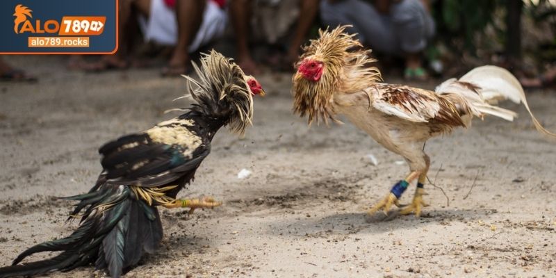 Đá gà 4K ALO789 cựa dao