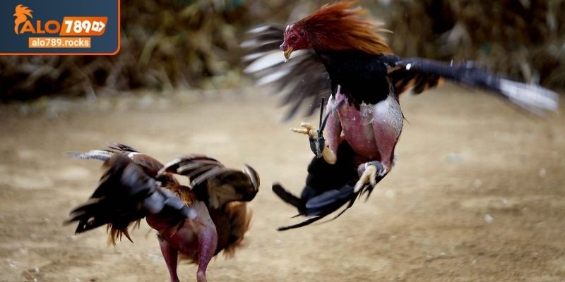 Đá Gà Chọi C1 ALO789 Giải Mã Luật Chơi Và Mẹo Từ Cao Thủ 3 Chọn thời điểm để ra quyết định cược đá gà chọi C1 ALO789