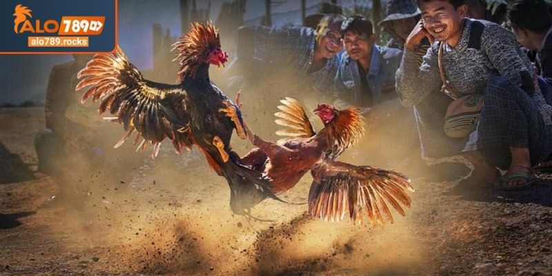 Đá Gà Chọi C1 ALO789 Giải Mã Luật Chơi Và Mẹo Từ Cao Thủ 1 Sức hút đặc biệt của đá gà chọi C1 ALO789