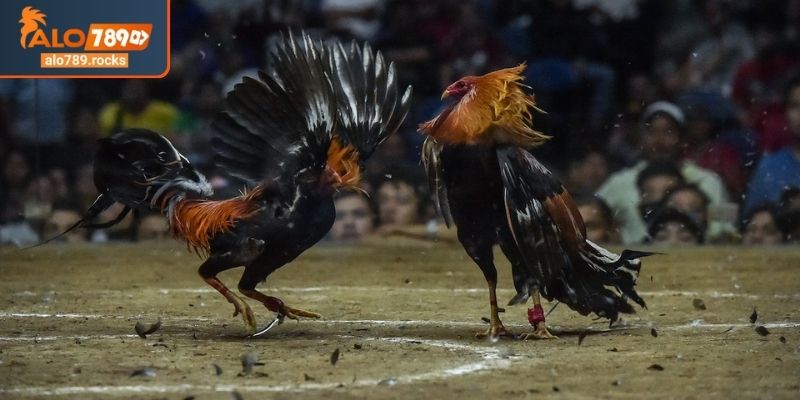 Bản chất của đá gà cựa dao ALO789