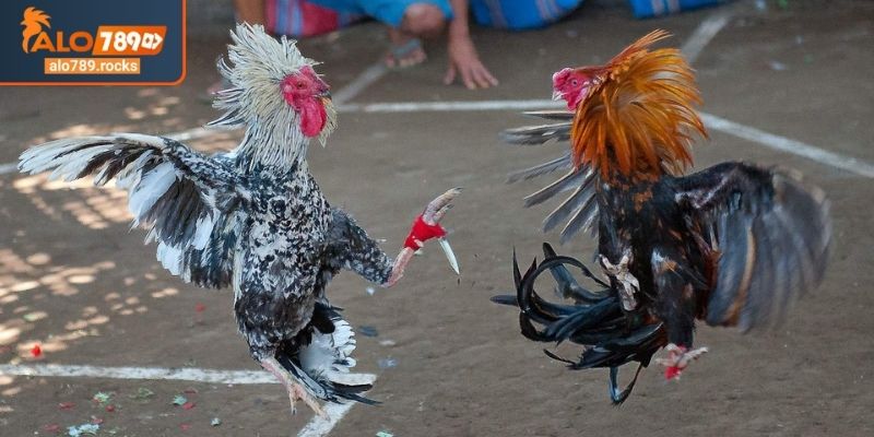 Bí quyết chiến thắng trong đá gà cựa dao ALO789