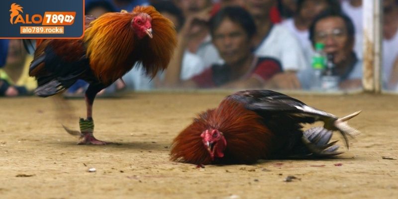 Điểm danh giống chiến kê thường thấy trong đá gà cựa dao ALO789