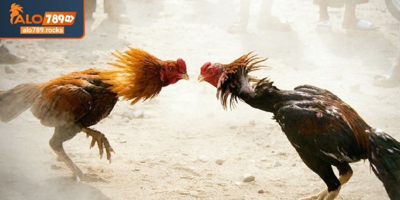 Bật mí bí quyết cá cược đá gà cựa sắt ALO789