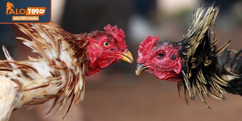 Đá gà cựa sắt ALO789 hành trình phát triển