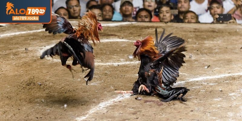 Làm chủ luật chơi đá gà cựa sắt ALO789 