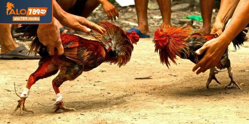 Đá Gà Đòn ALO789 Giải Mã Sức Hút Bí Quyết Từ Chuyên Gia 3 Đánh giá mỏ đá gà đòn ALO789 vũ khí lợi hại của chiến kê