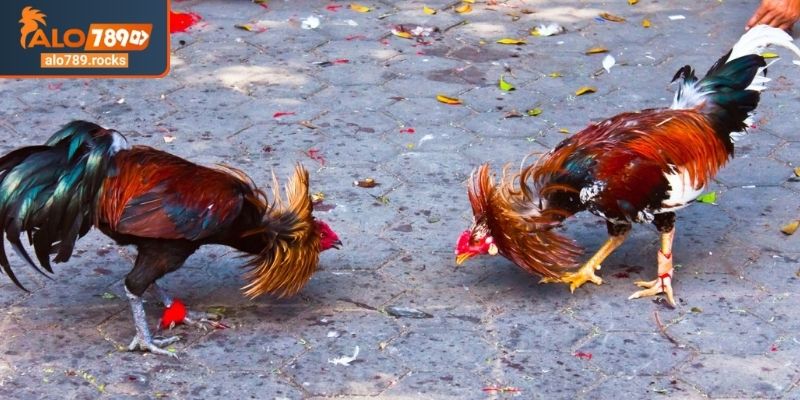 Đá Gà Đòn ALO789 Giải Mã Sức Hút Bí Quyết Từ Chuyên Gia 2 Phân hạng theo trọng lượng đá gà đòn ALO789