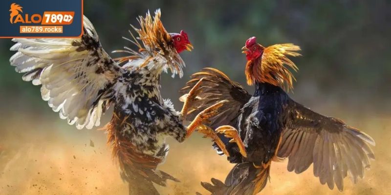 Đá Gà Đòn ALO789 Giải Mã Sức Hút Bí Quyết Từ Chuyên Gia 1 Đá gà đòn ALO789 nét văn hóa đặc sắc trong thời đại số