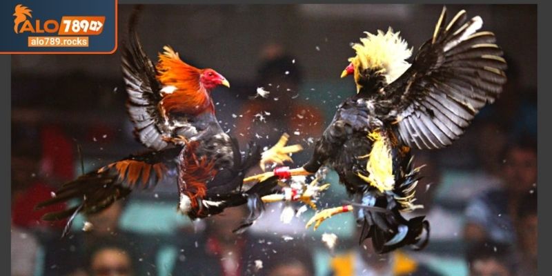 Đá gà Thomo ALO789 cựa dao nhanh chóng và quyết liệt