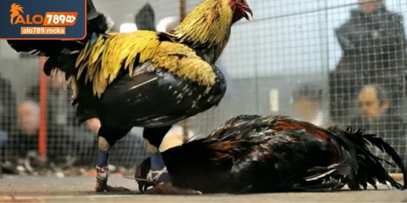 Đánh giá ngoại hình chiến kê đá gà Thomo ALO789