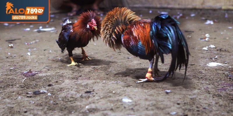 Đá gà Thomo ALO789 thánh địa trứ danh