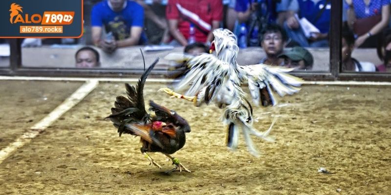 Phân tích trận đấu đá gà tre ALO789