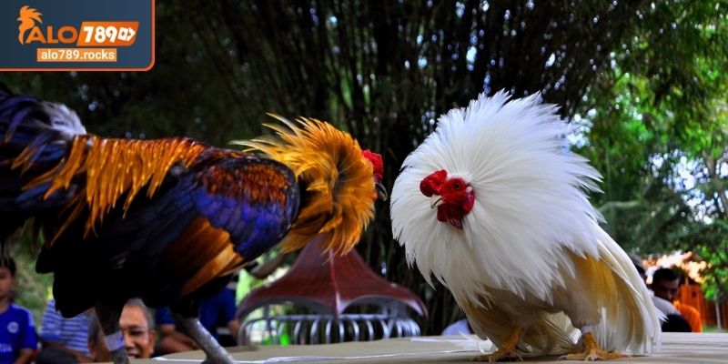 Sơ lược về sự cuốn hút của đá gà tre ALO789