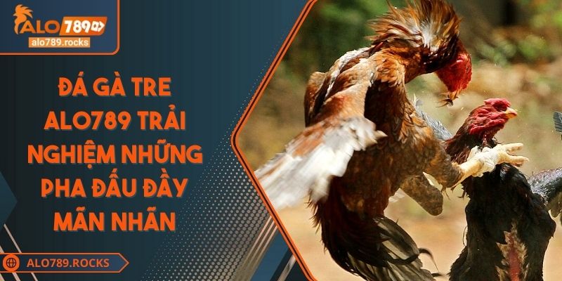 Đá Gà Tre ALO789 Trải Nghiệm Những Pha Đấu Đầy Mãn Nhãn 6 Đá Gà Tre ALO789 Trải Nghiệm Những Pha Đấu Đầy Mãn Nhãn