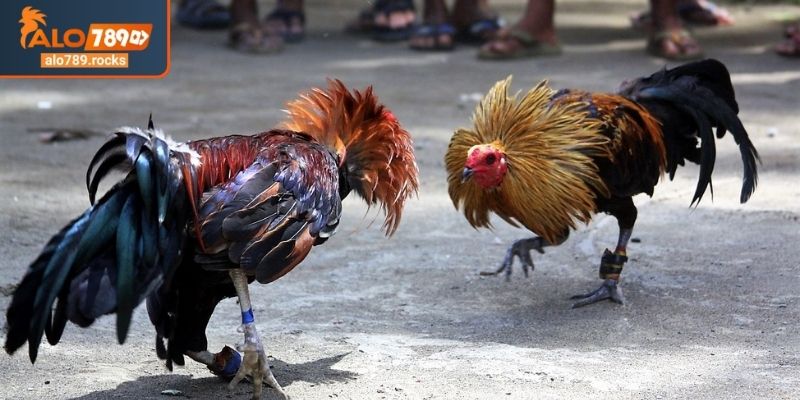 Xem màu mạng đá gà theo ngày ALO789 âm lịch