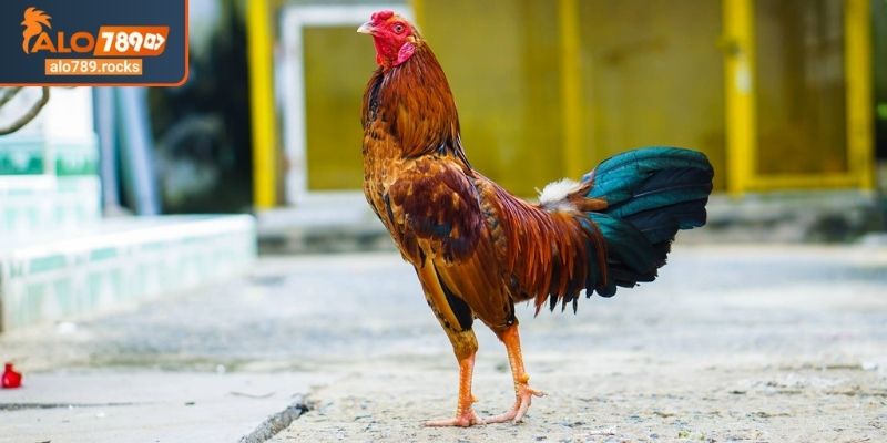 Chi tiết cách xem màu mạng đá gà theo ngày ALO789