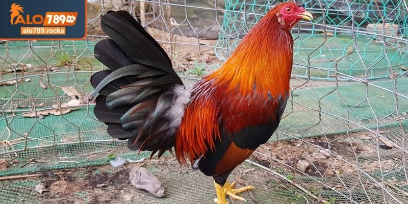 Màu mạng đá gà theo ngày ALO789 nguồn gốc bí ẩn